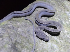 Xenodermus javanicus