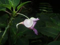 Impatiens alborosea