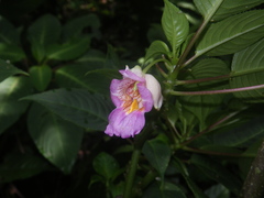 Impatiens alborosea