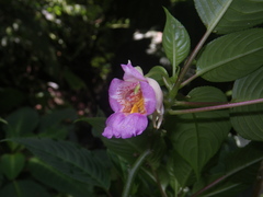 Impatiens alborosea