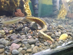 Mastacembelus armatus