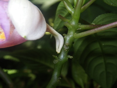 Impatiens alborosea