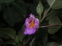 Impatiens alborosea