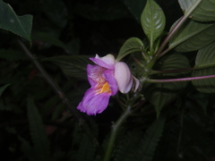 Impatiens alborosea