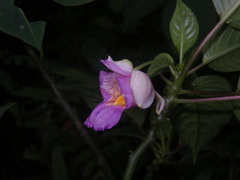 Impatiens alborosea
