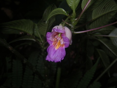 Impatiens alborosea