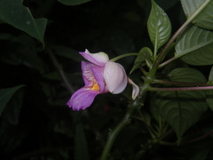 Impatiens alborosea