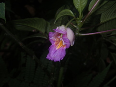 Impatiens alborosea