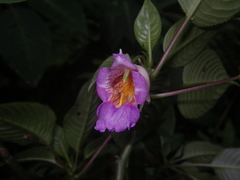 Impatiens alborosea