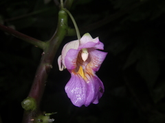 Impatiens alborosea
