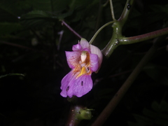 Impatiens alborosea