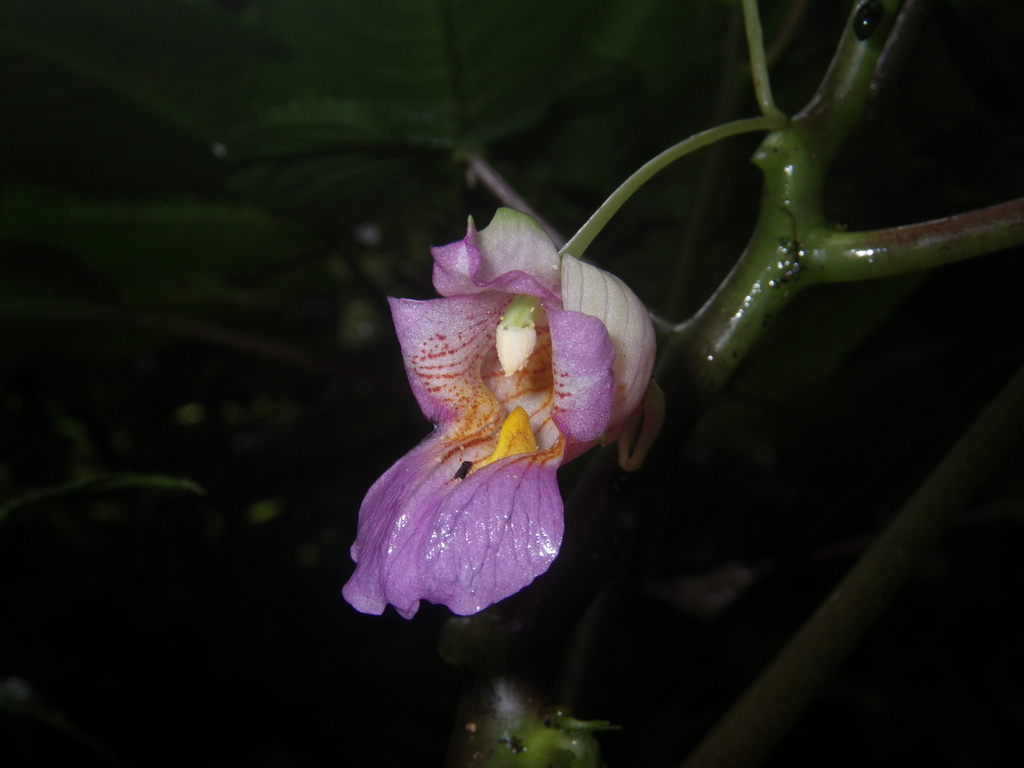 Impatiens alborosea (Impatiens alborosea)