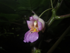 Impatiens alborosea