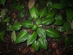 Impatiens alborosea