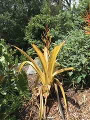 Aechmea blanchetiana