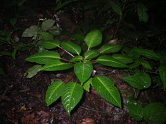 Impatiens alborosea