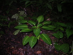 Impatiens alborosea