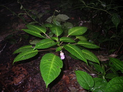 Impatiens alborosea