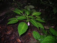 Impatiens alborosea