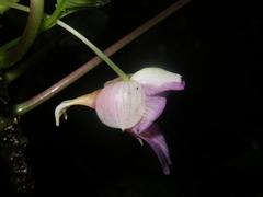 Impatiens alborosea