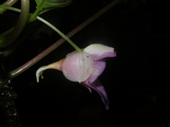 Impatiens alborosea