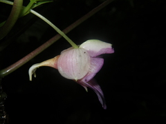 Impatiens alborosea