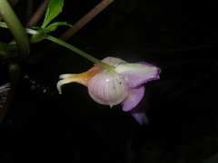 Impatiens alborosea