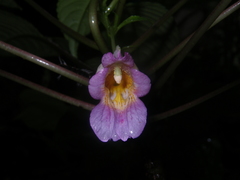 Impatiens alborosea