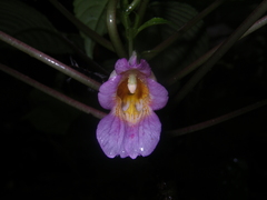 Impatiens alborosea