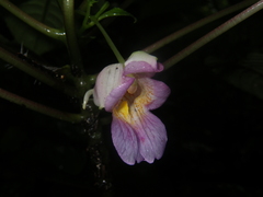 Impatiens alborosea