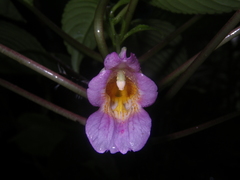Impatiens alborosea