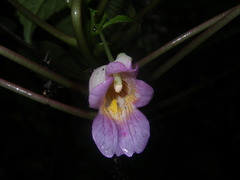 Impatiens alborosea