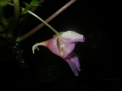 Impatiens alborosea