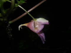 Impatiens alborosea