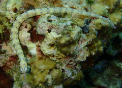 Corythoichthys haematopterus