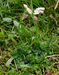 Mutellina purpurea