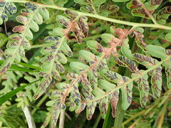 Cryptomycina pteridis