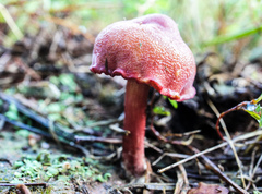 Chalciporus pseudorubinellus