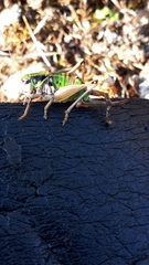 Anonconotus pusillus