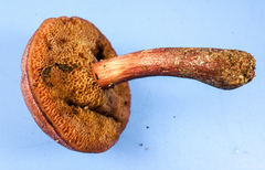 Chalciporus pseudorubinellus