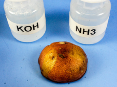 Chalciporus pseudorubinellus