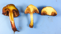 Chalciporus pseudorubinellus