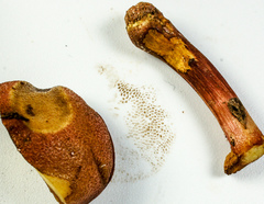 Chalciporus pseudorubinellus