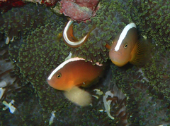 Amphiprion sandaracinos