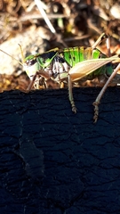 Anonconotus pusillus
