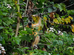 Trachypithecus pileatus