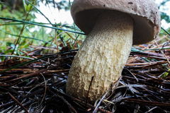 Boletus pseudopinophilus