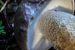 Boletus pseudopinophilus