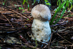 Boletus pseudopinophilus
