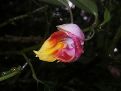 Impatiens bonii